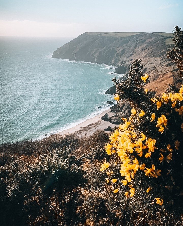 Lantic Gin is heavily influenced by our Cornish surroundings and we use local and seasonal botanicals.⁠
⁠
Yellow pockets of colour have already started to appear along the coastal paths but in a month or so, and on a warm sunny morning, the Cornish c