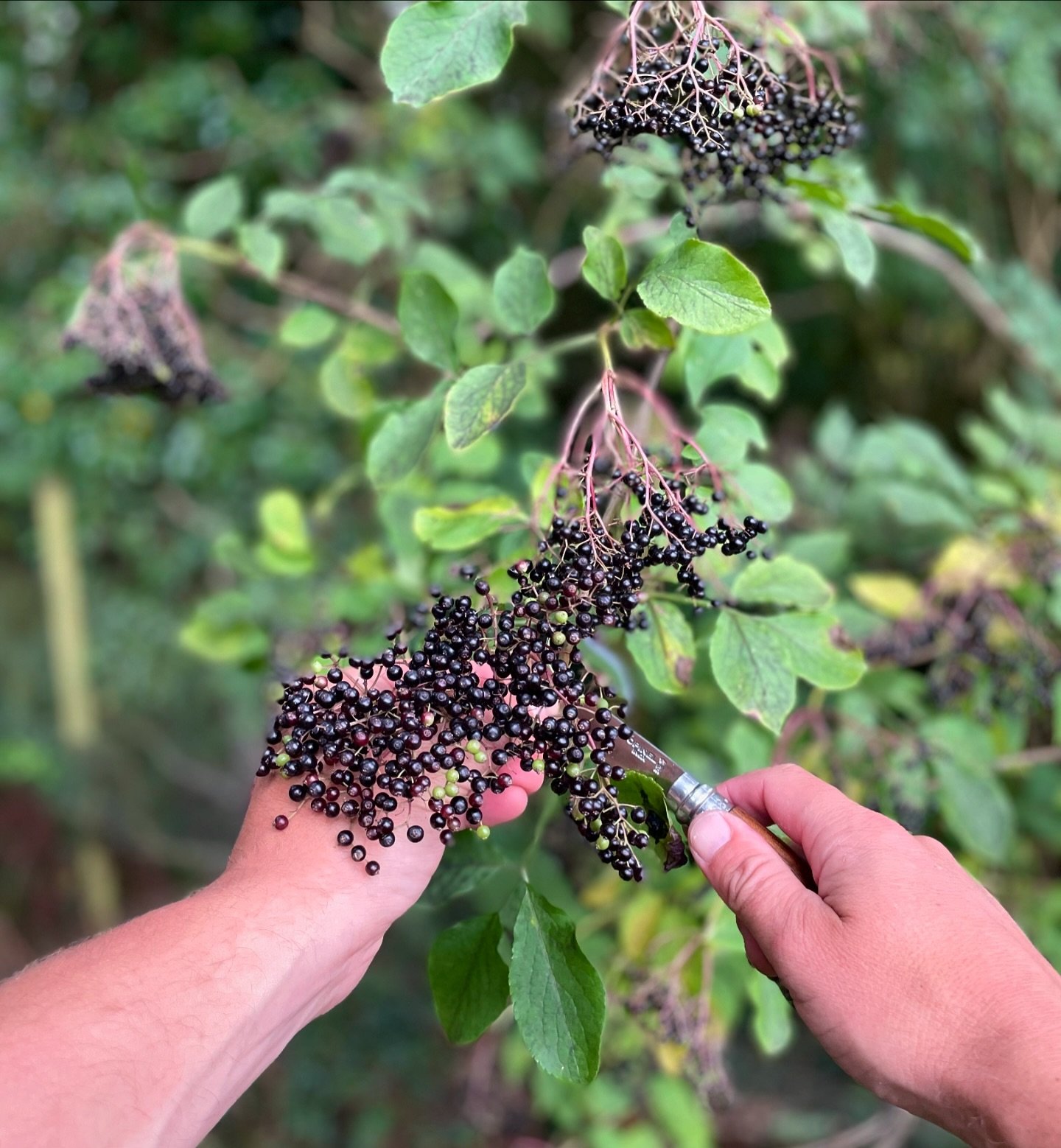 🌿 ELDERBERRIES 🌿

A focus on this very special botanical.

Lots of you will have heard of elderflower, but using elderberry is slightly more unusual and often overlooked as a fruit. 

It&rsquo;s a core botanical in our Winter Foraged Gin because it