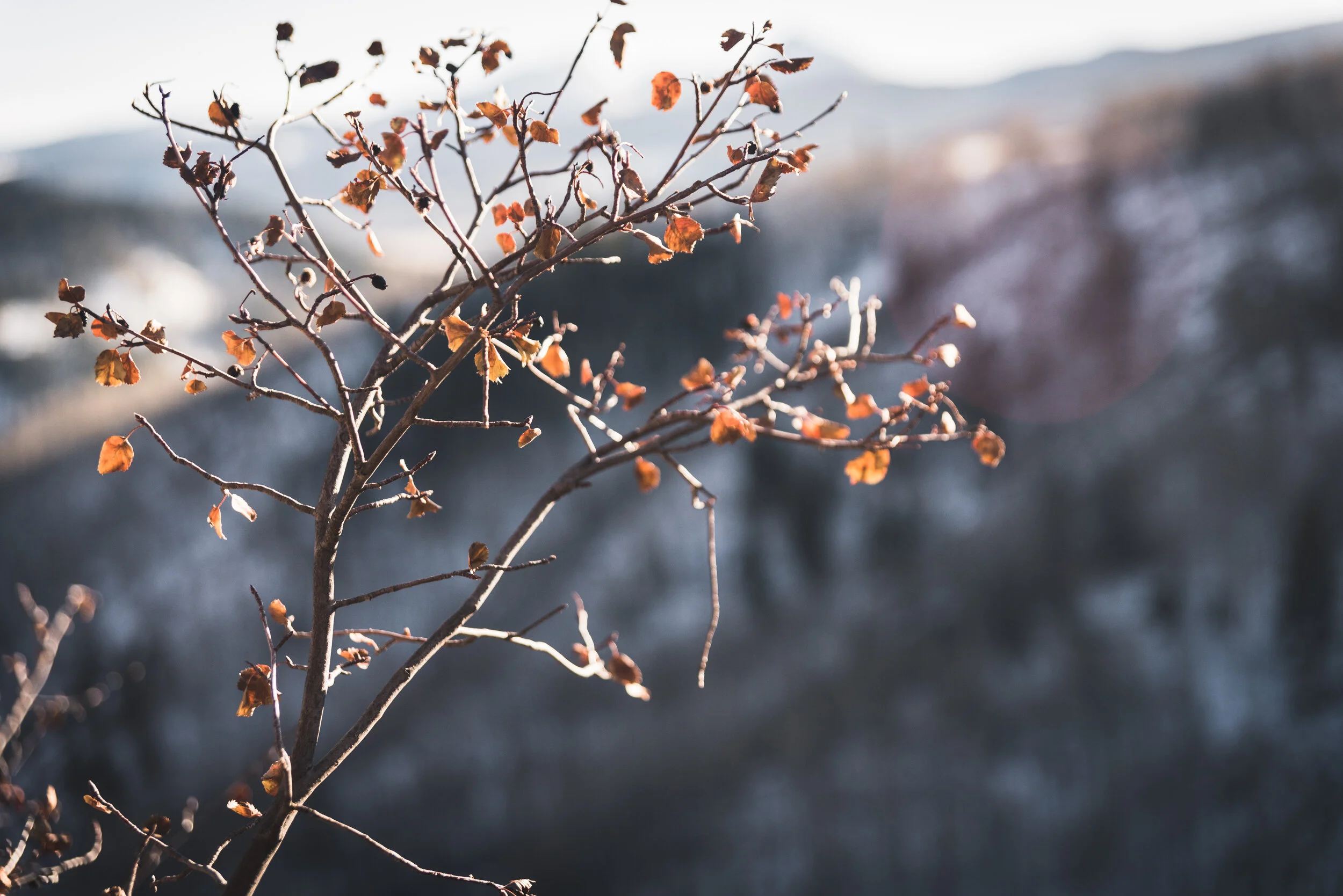Spring in the Vail Valley: A Flexible Vacation Guide