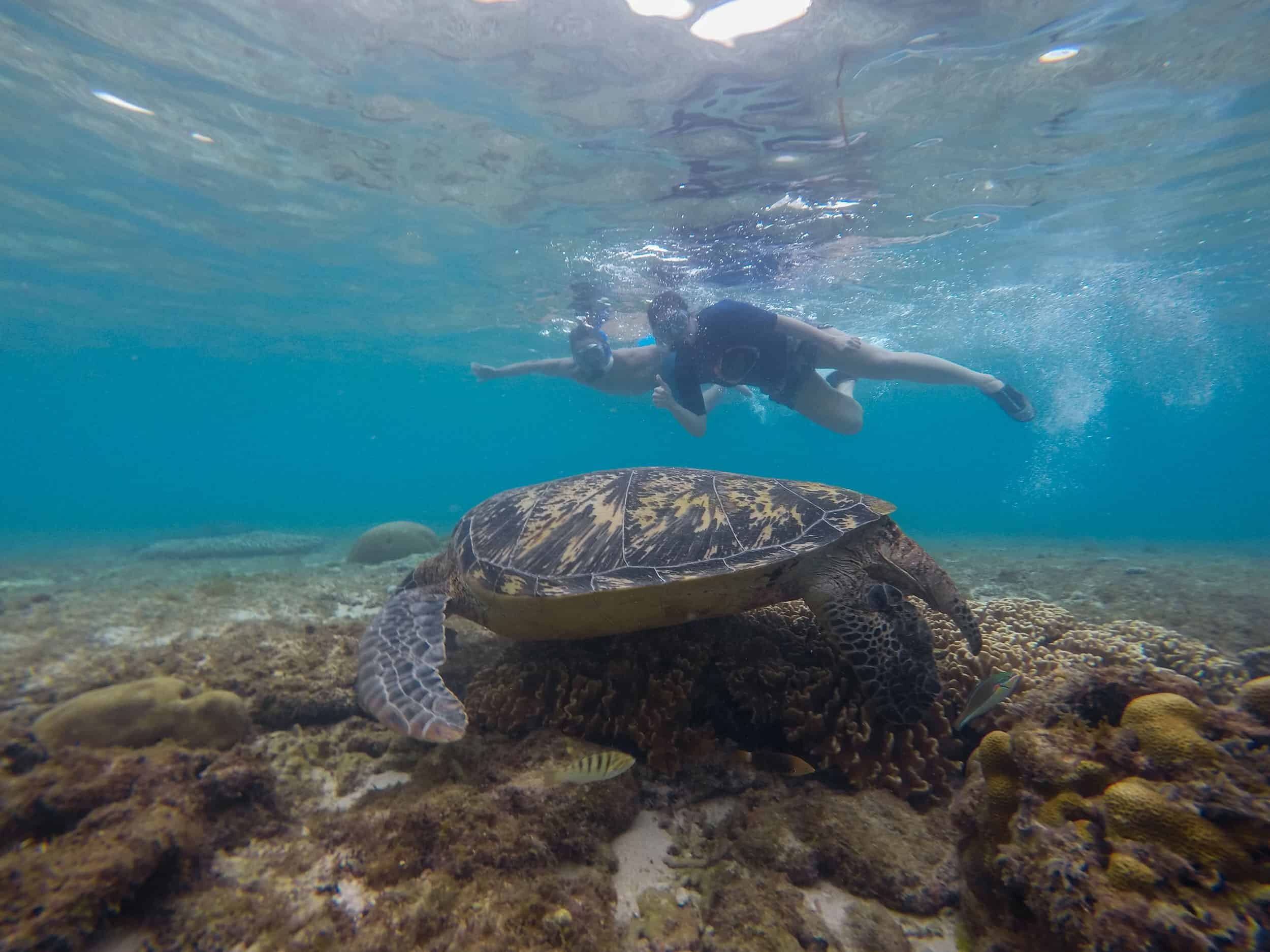 Apo Island - Swimming with Turtle