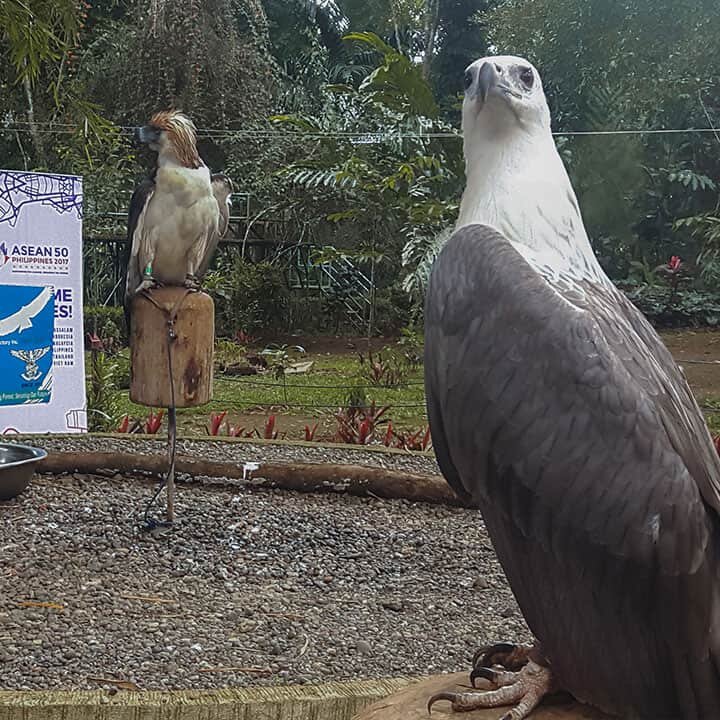 Davao - Philippine Eagle - Hawk