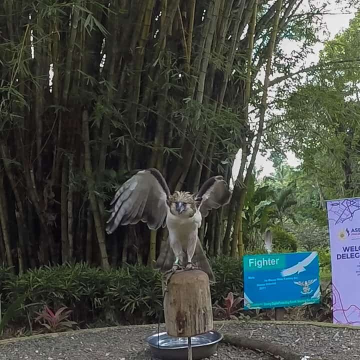 Davao - Philippine Eagle