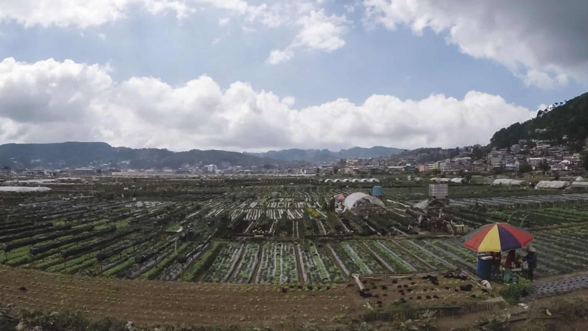 Strawberry Farm in La Trinidad