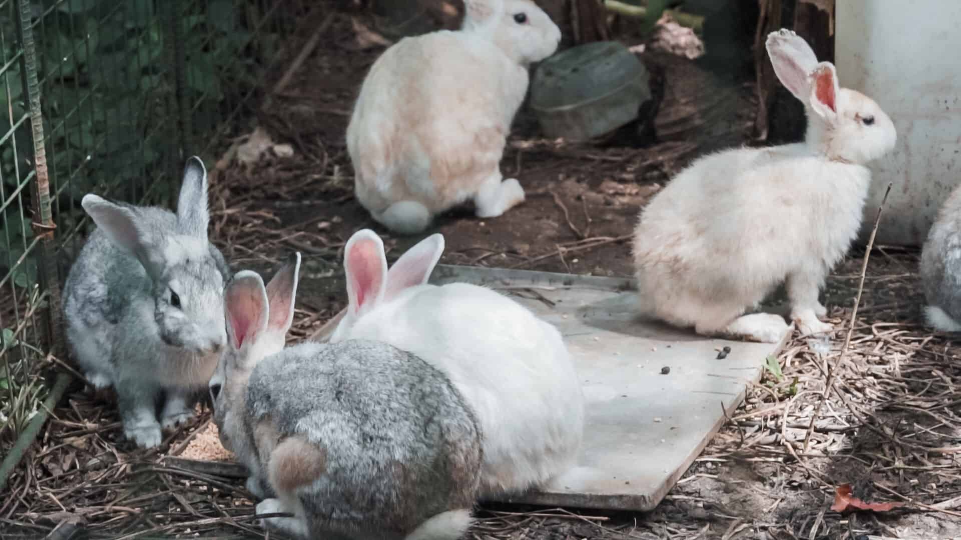 Rabbits in Ilog Maria