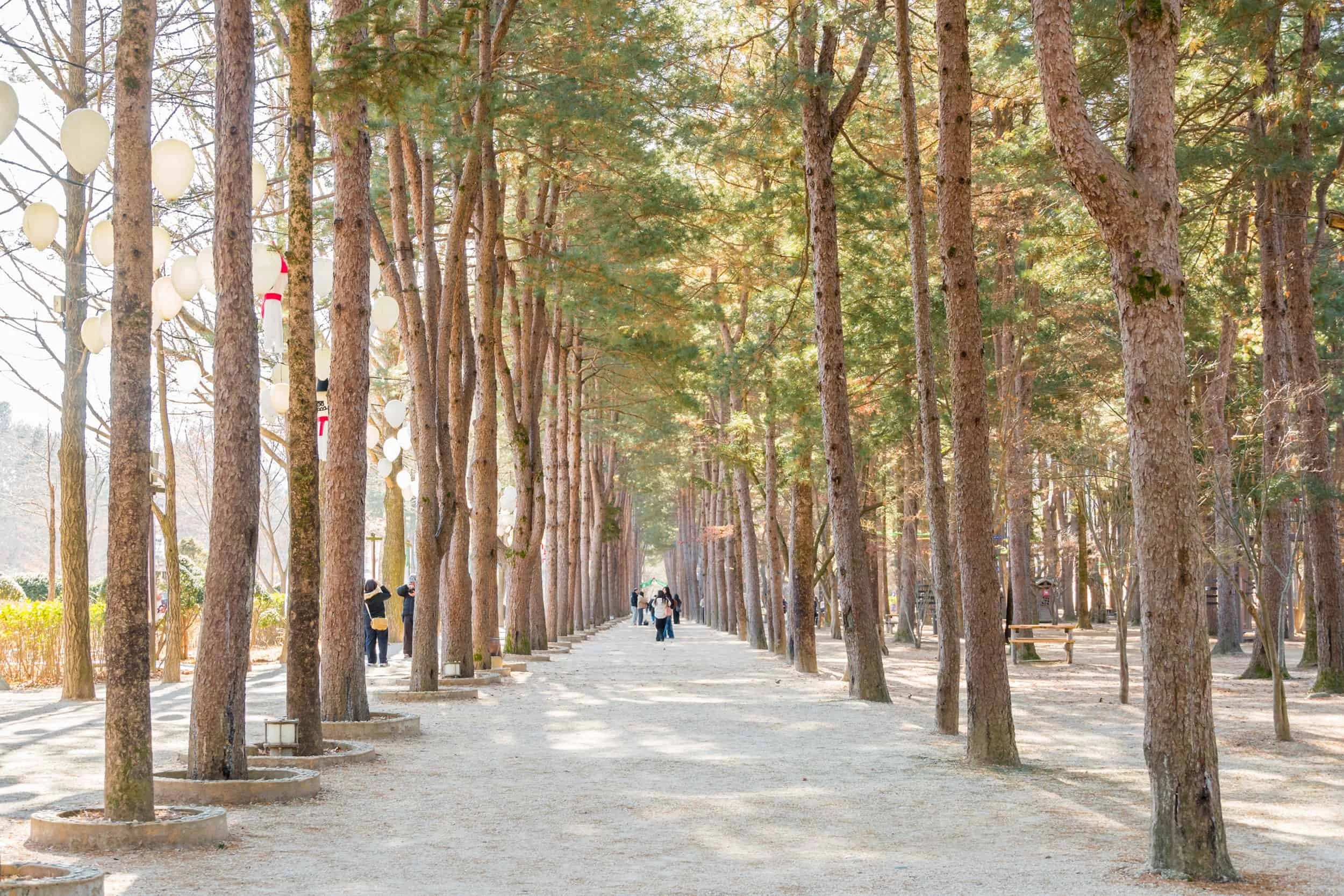 Nami Island | Must-visit Day Trips from Seoul | Travel Guide
