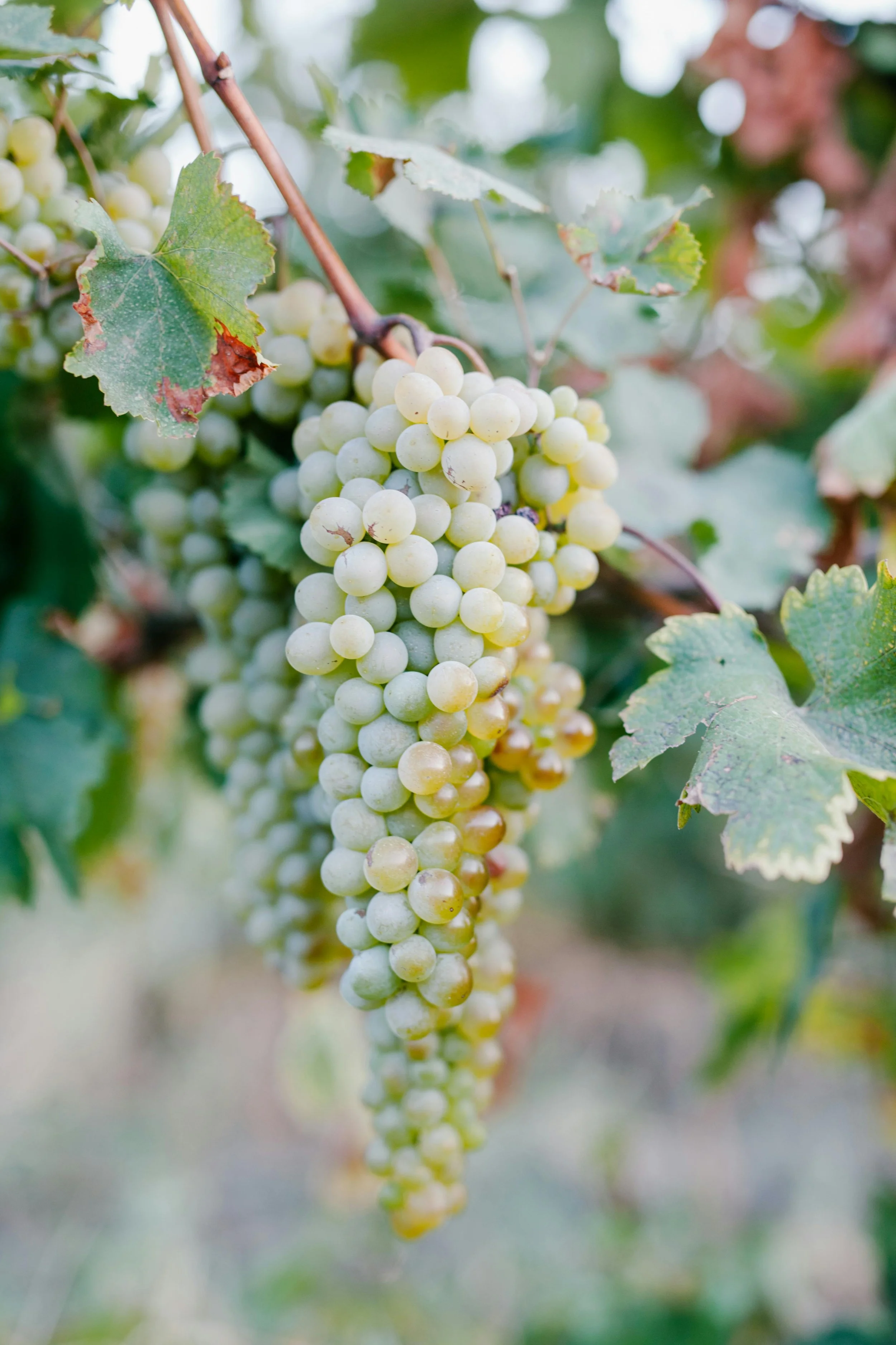 Close-up of a bunch of white grapes hanging from a vine with green leaves, some leaves showing signs of browning and damage.