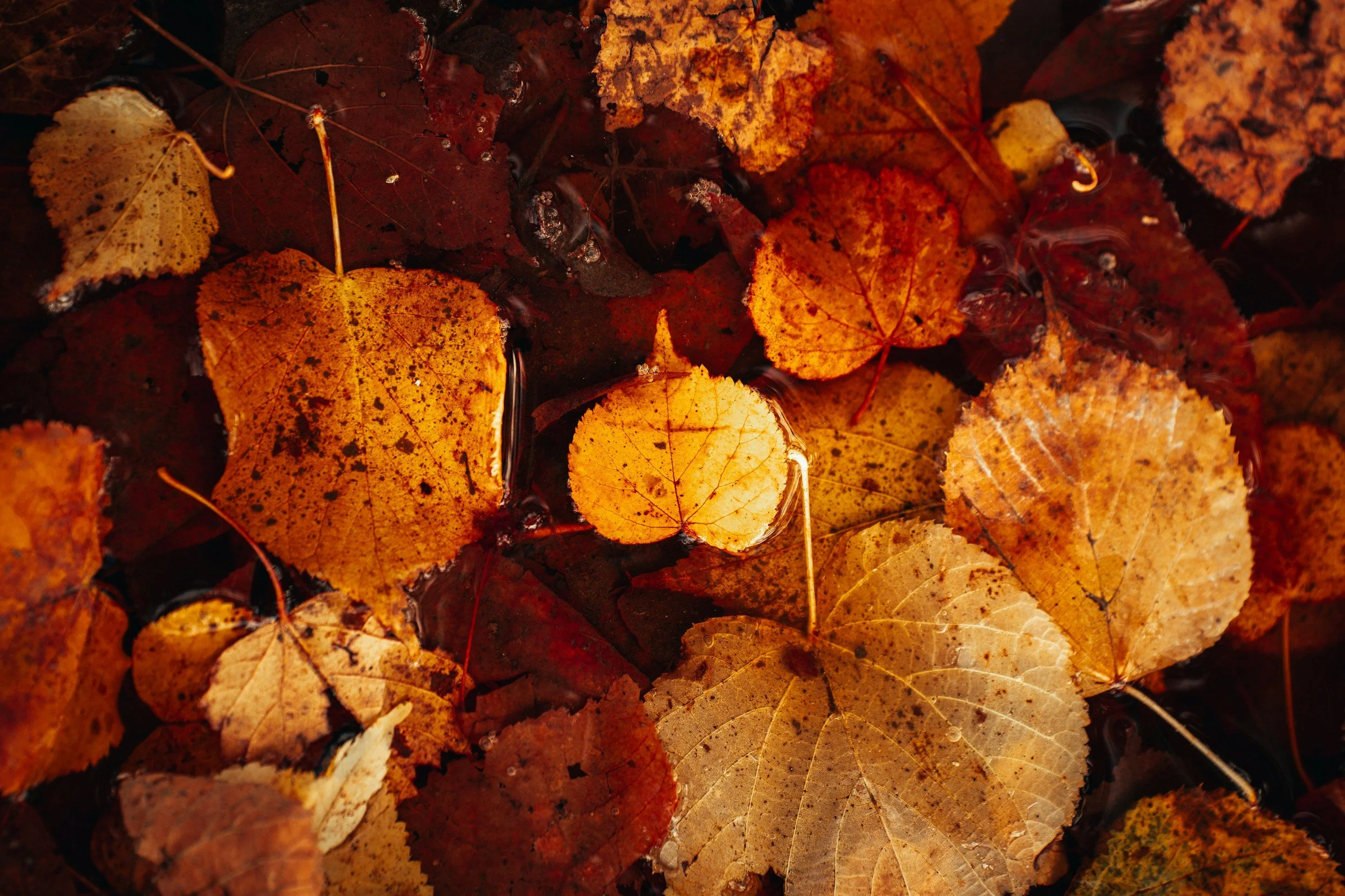 Autumn Escapes with Donnini Apartments: Cosy Stays in Ayrshire! 🍂