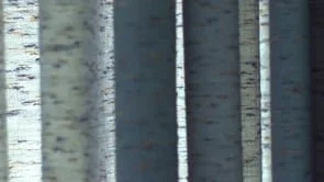 DAUGHN GIBSON "DADDY I CUT MY HAIR"