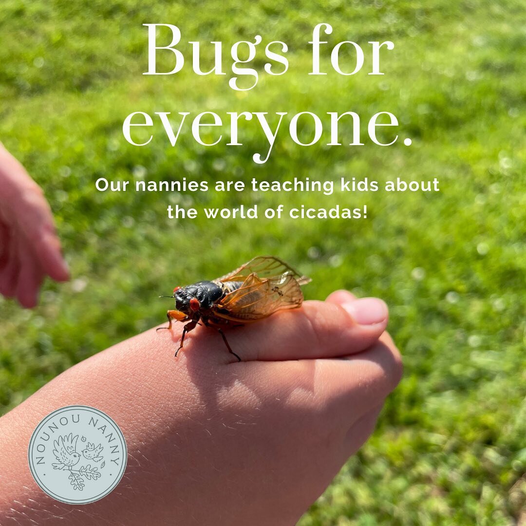 These noisy bugs happen to be a lot of fun to hold...how many cool bugs have you spotted this spring? 🐞🐜🪲 

#nannyagency #parentingtips #dcmoms #districtofcolumbia #cicada #dmvfamily #nannylifeisthebestlife #nanniesofinstagram #nannydiaries #careg