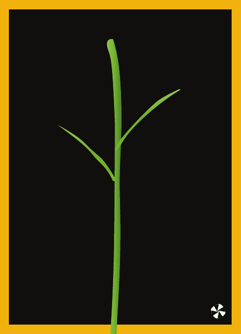 Soybean.gif