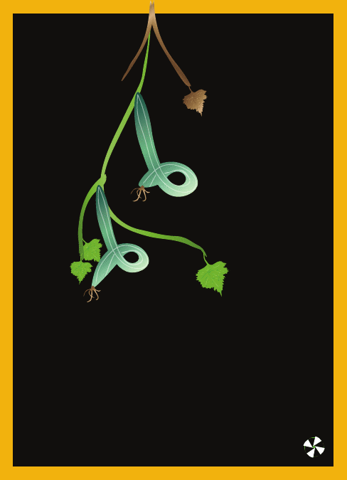 Cucumber.gif