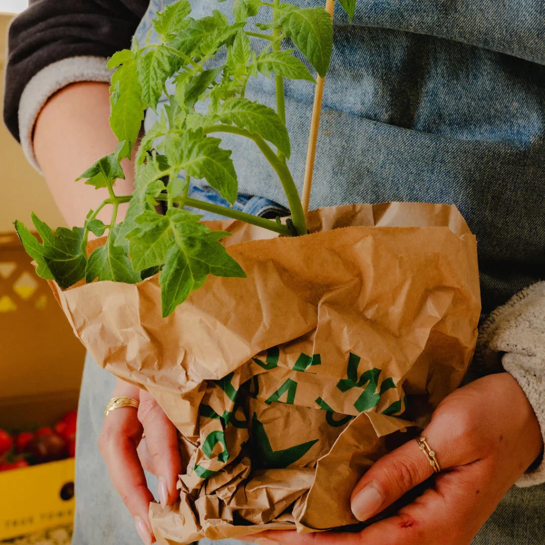 TomatoVine-CandleRefillGrand_3_2048x2048.webp