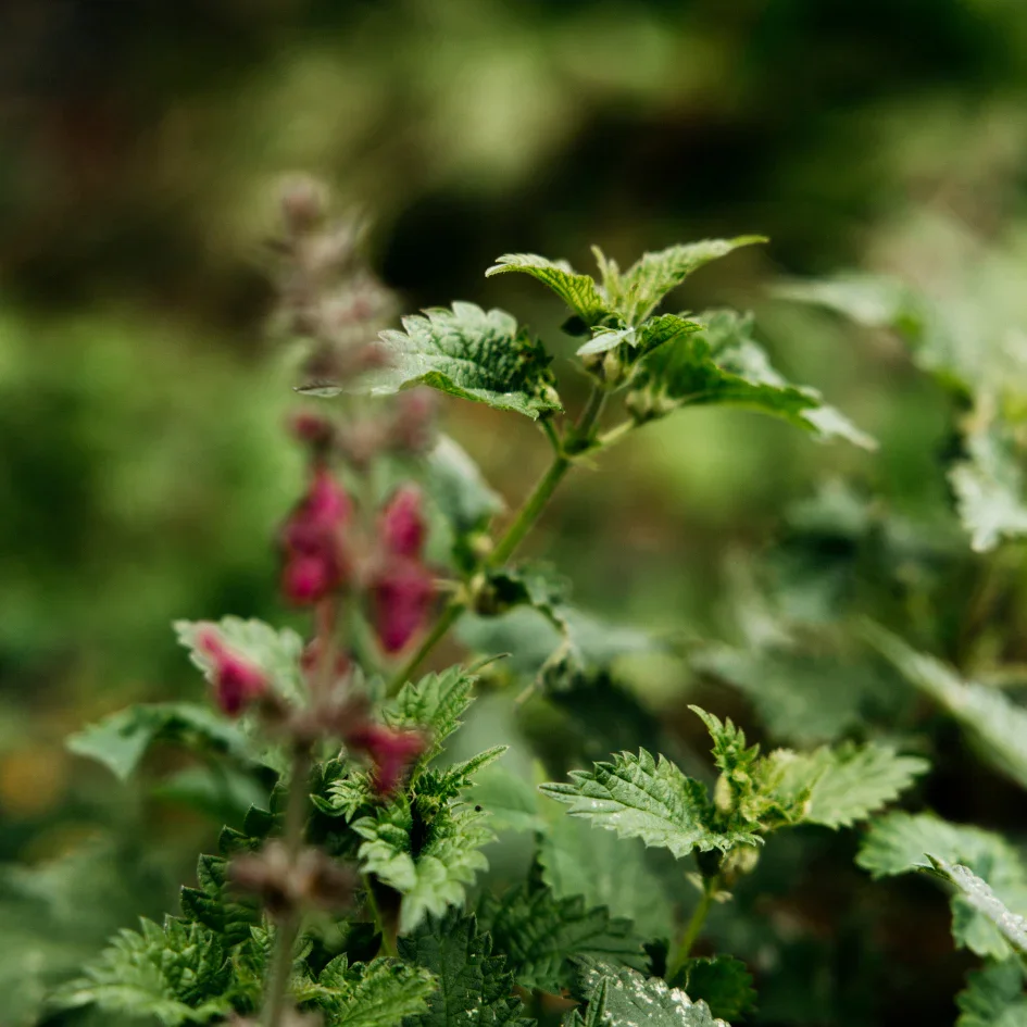 Bergamot_Nettle_-_4_945x945.webp