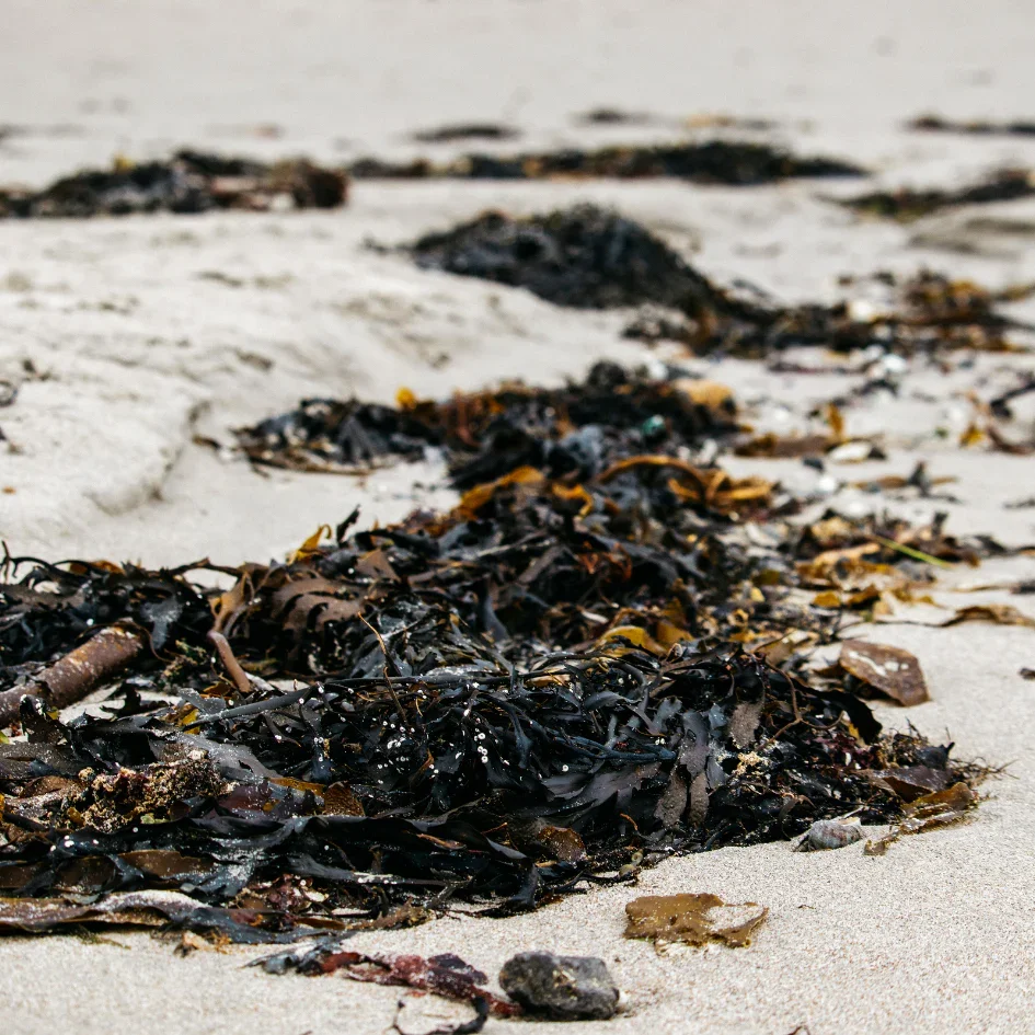 SeaSalt-5_e29cf40b-26e7-4991-90d6-6fd7bf8bcc0a_1024x1024.webp