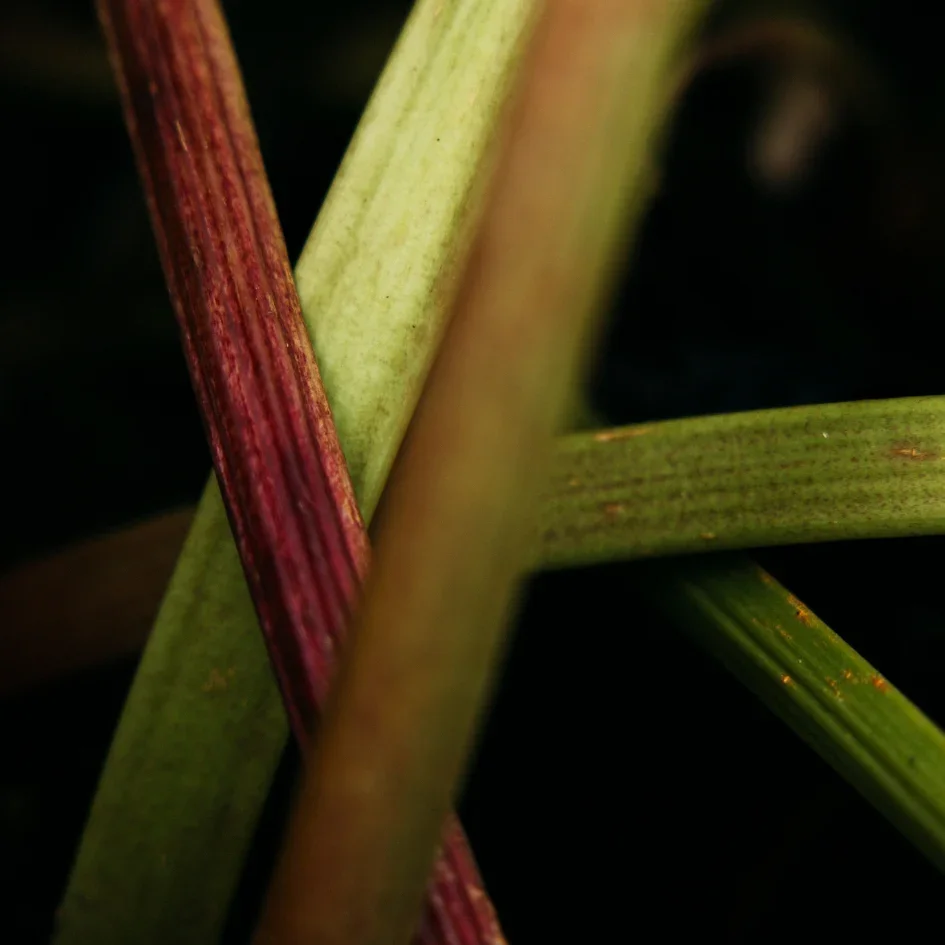WildRhubarb-4_690a6c53-1013-4345-8bae-7152b331042a_945x945.webp