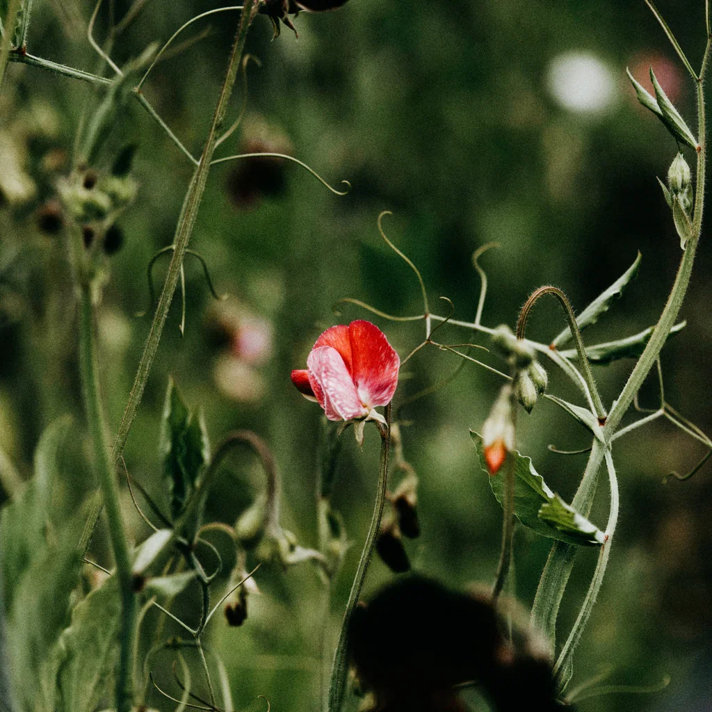 Untitleddesign_2_1024x1024.webp