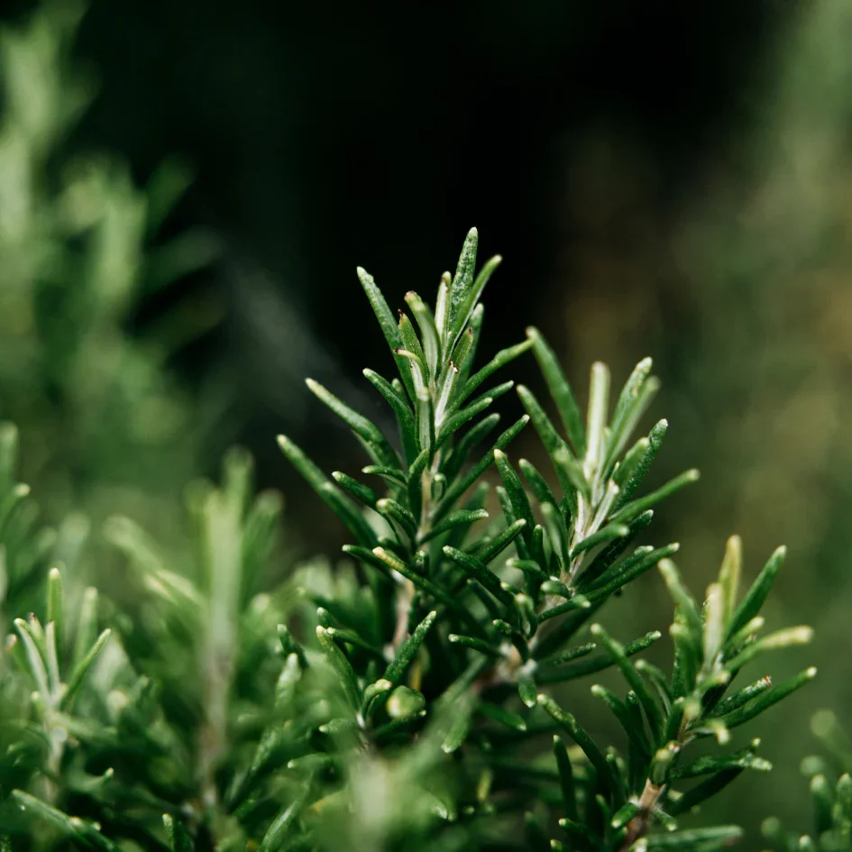 Bay_Rosemary-5_3cd5a501-c6cc-43eb-a7d8-db7787fbfb57_1024x1024.webp