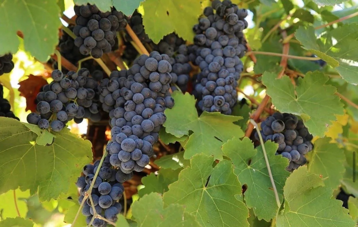 Petite Sirah clusters; 

Petite Sirah is a variety that was bred in the South of France, no longer grows there, but has found a comfortable home here in Paso Robles producing inky powerful wines of distinction.