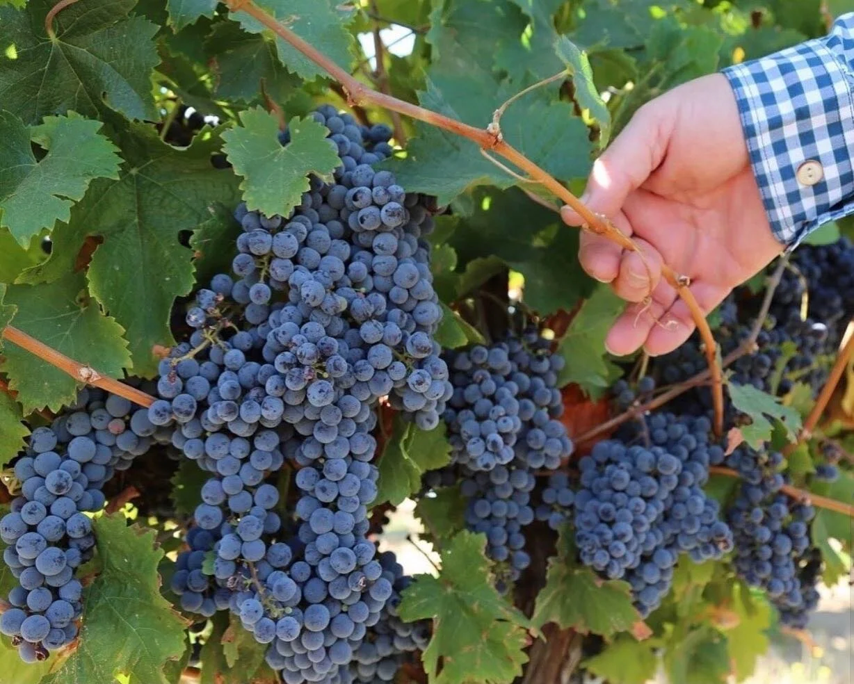Cabernet Franc French Clone 332 hand leaf pulled on the morning sun side to enhance sun exposure during the cool morning hours.