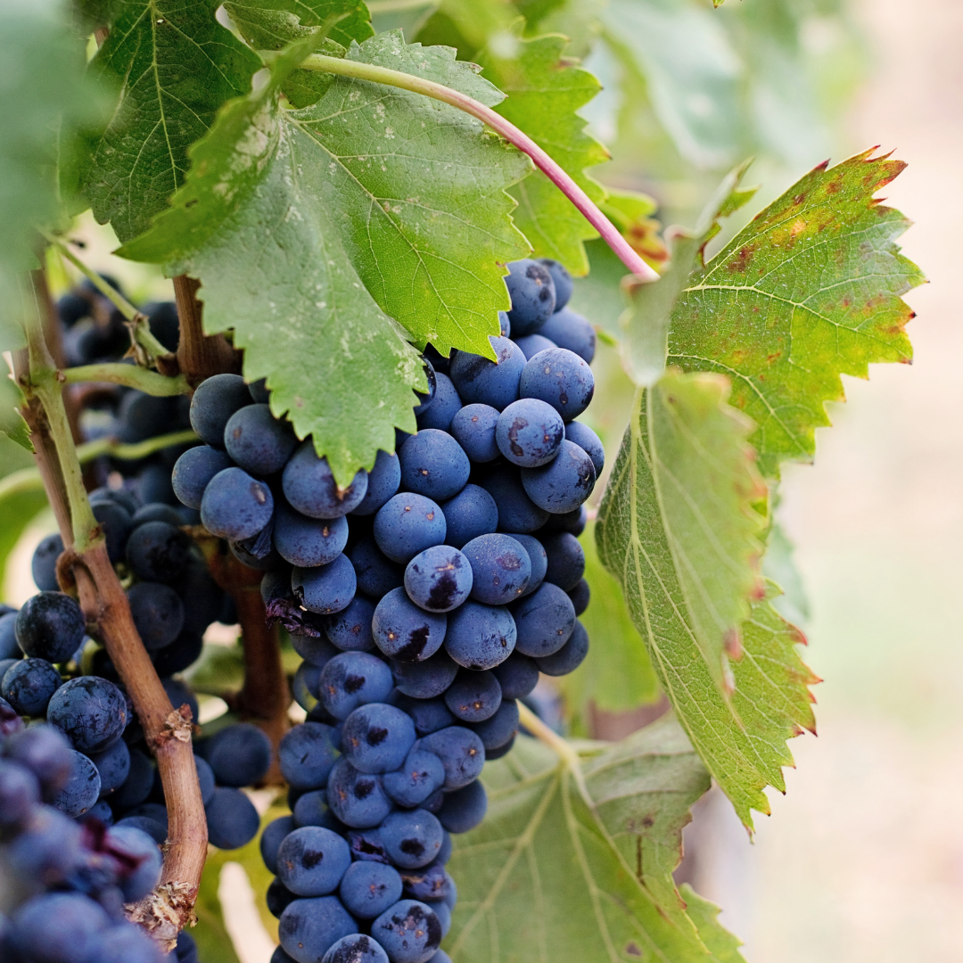 Close-up of a bunch of ripe dark purple grapes hanging from a vine with green leaves.