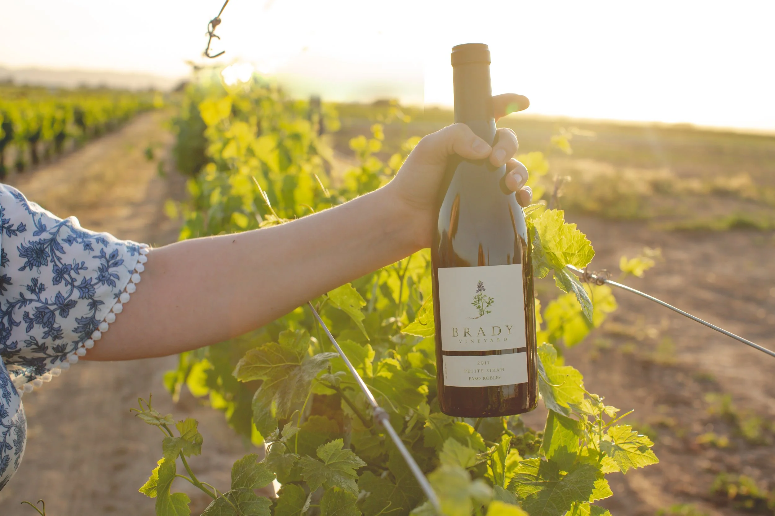 A person holding a bottle of wine in a vineyard at sunset, with green grapevines in the background.