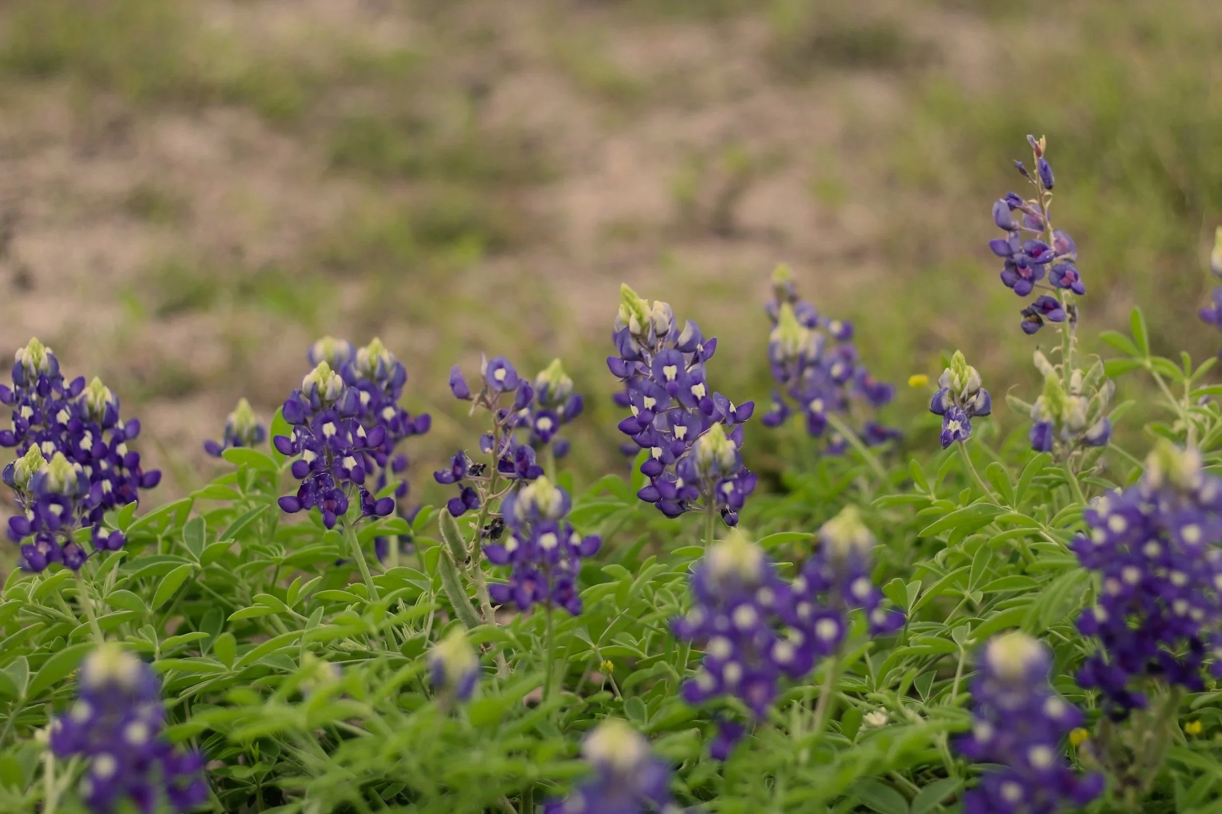 Purple flowers blooming on green foliage in a field.
