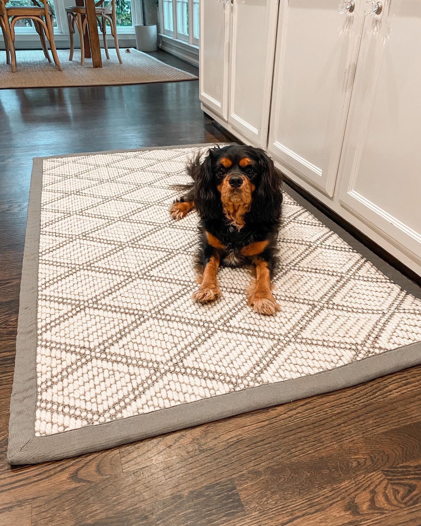 There is a promotion going on with @nourison for these beautiful pre-made stocked rugs. There are 4 sizes available with a few different colors. If you would like more information, send us a DM!😄 #rug #kitchendesign #cavaliersofinstagram #update