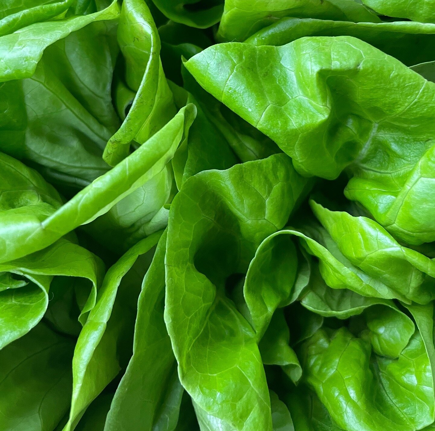 Rounding out this green week with a favorite of ours! This butterhead lettuce is equal parts beautiful &amp; tasty!