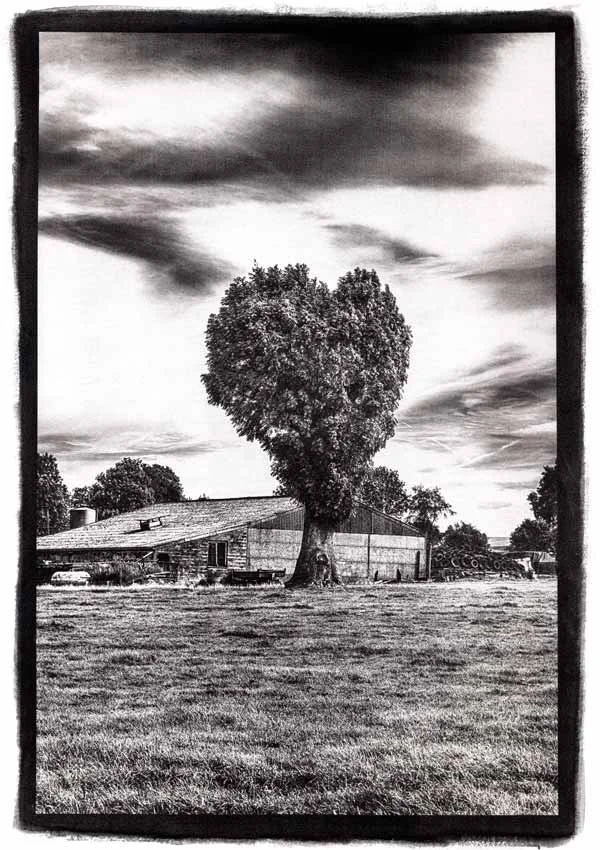 Paysage photographique artisanal réalisé selon une évolution contemporaine de la gomme bichromatée. Belgique, Arbre singulier, Coeur, Campagne, Tirage d'art, Gum Bichromate Prints