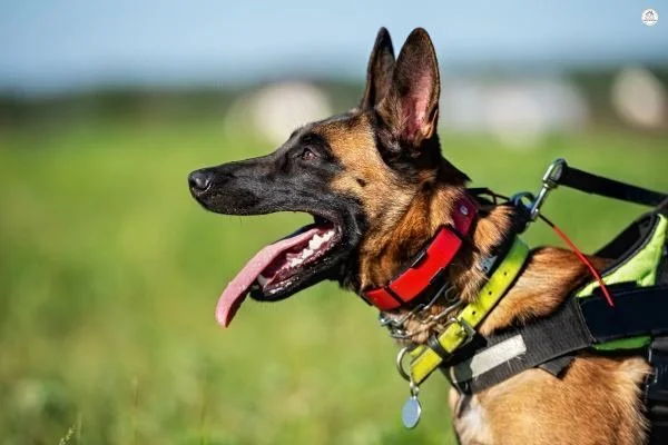 A Practical Guide to Dog Training, Potty Habits, and Reliable Daily Care While You're at Work