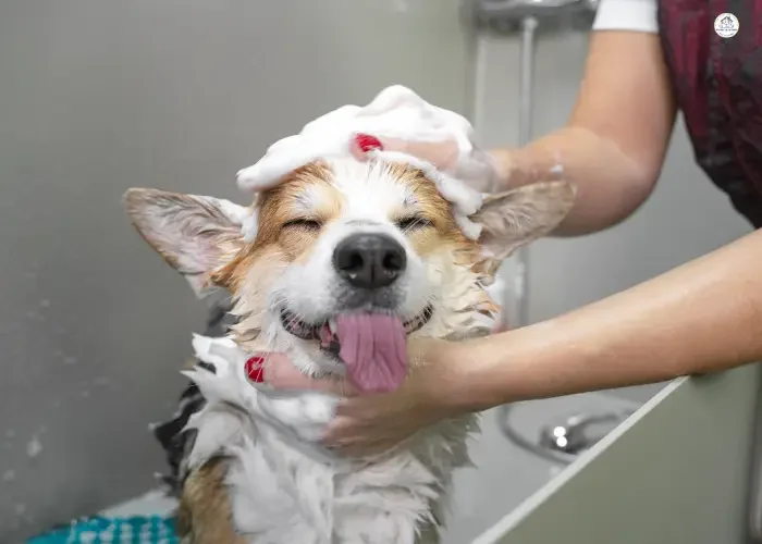 10 Everyday Habits That Make Your Dog Happier and Healthier