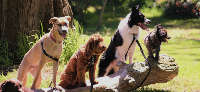 Denver Pro Pet Sitting  Denver's Premier Pet Sitting, Dog Walking & House  Sitting Service-Fast Dog Facts For Fun