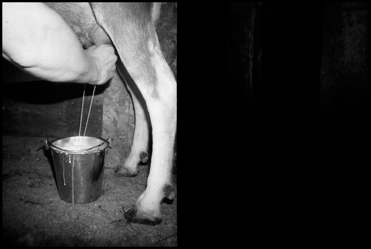  Included Middle (Goat Milking Dark), 26.75” H x 40” W, Edition of 3, Archival Inkjet print on Baryta paper mounted on aluminum in a black lacquer frame 