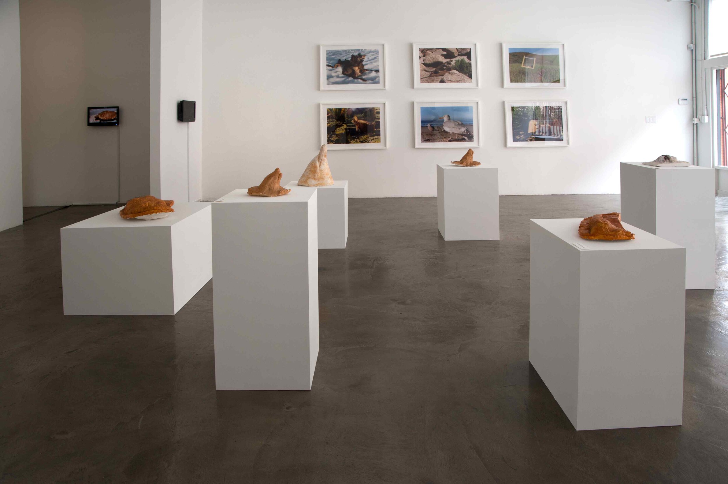  Carol Selter,  Animal Stories , Installation @ CJG, 2011 