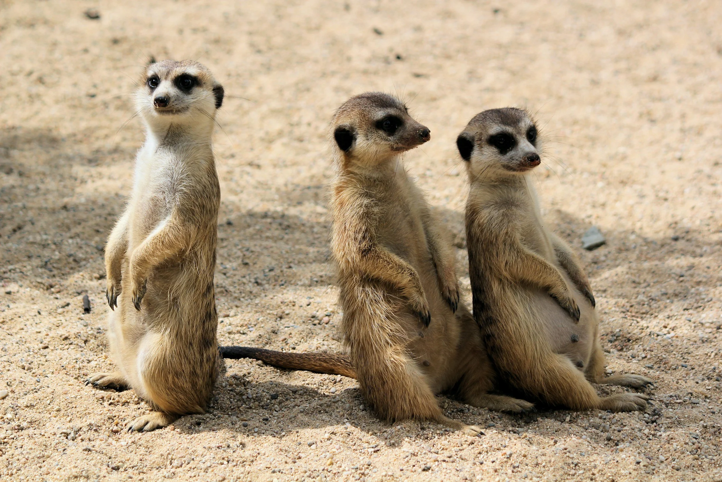 Sales Management: I don’t have a team but a zoo!