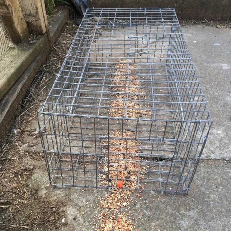 Humane-trap-baited-IMG_1569-768x1024.jpg