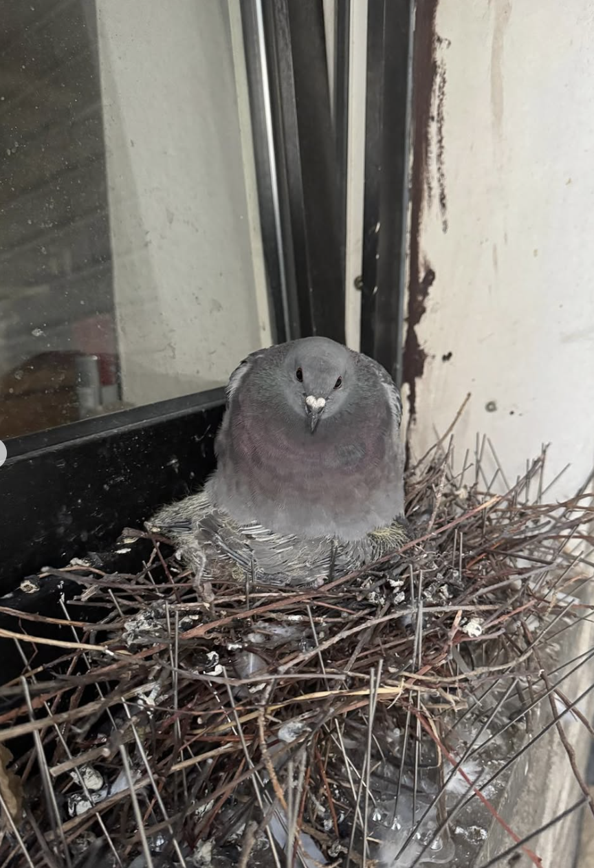 Screenshot 2026-01-16 at 17.17.24.png