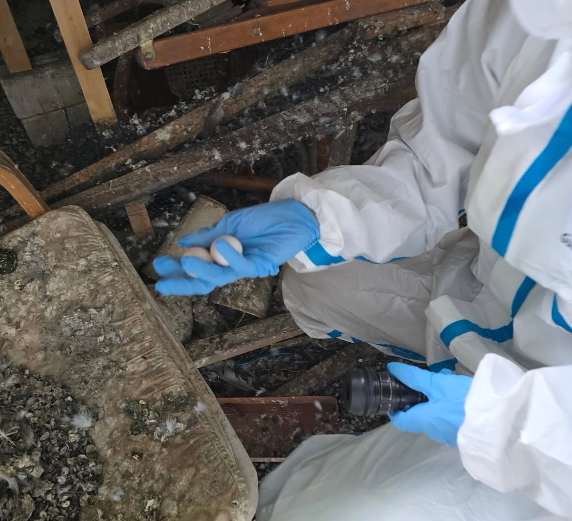  Pigeon Loft in Braunschwe, Germany, June 2025 