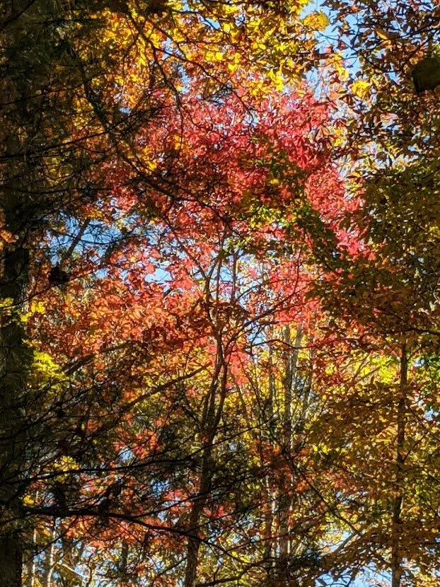 alt= "fall leaves red orange yellow green blue colors"
