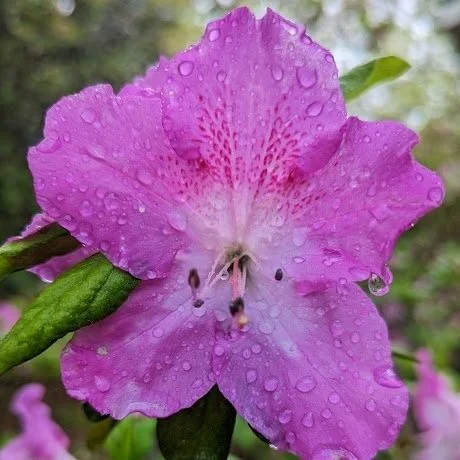 lotus flower meditation for kids