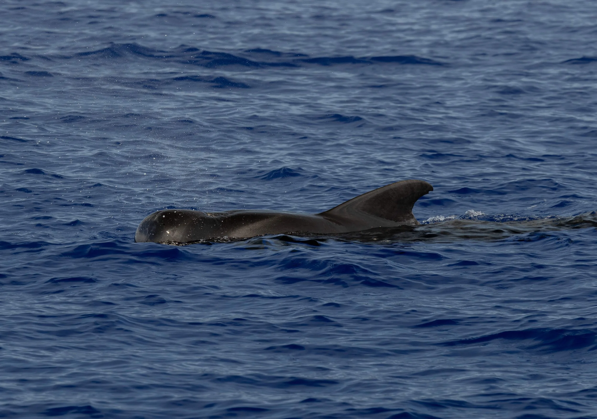 whale watch kailua kona