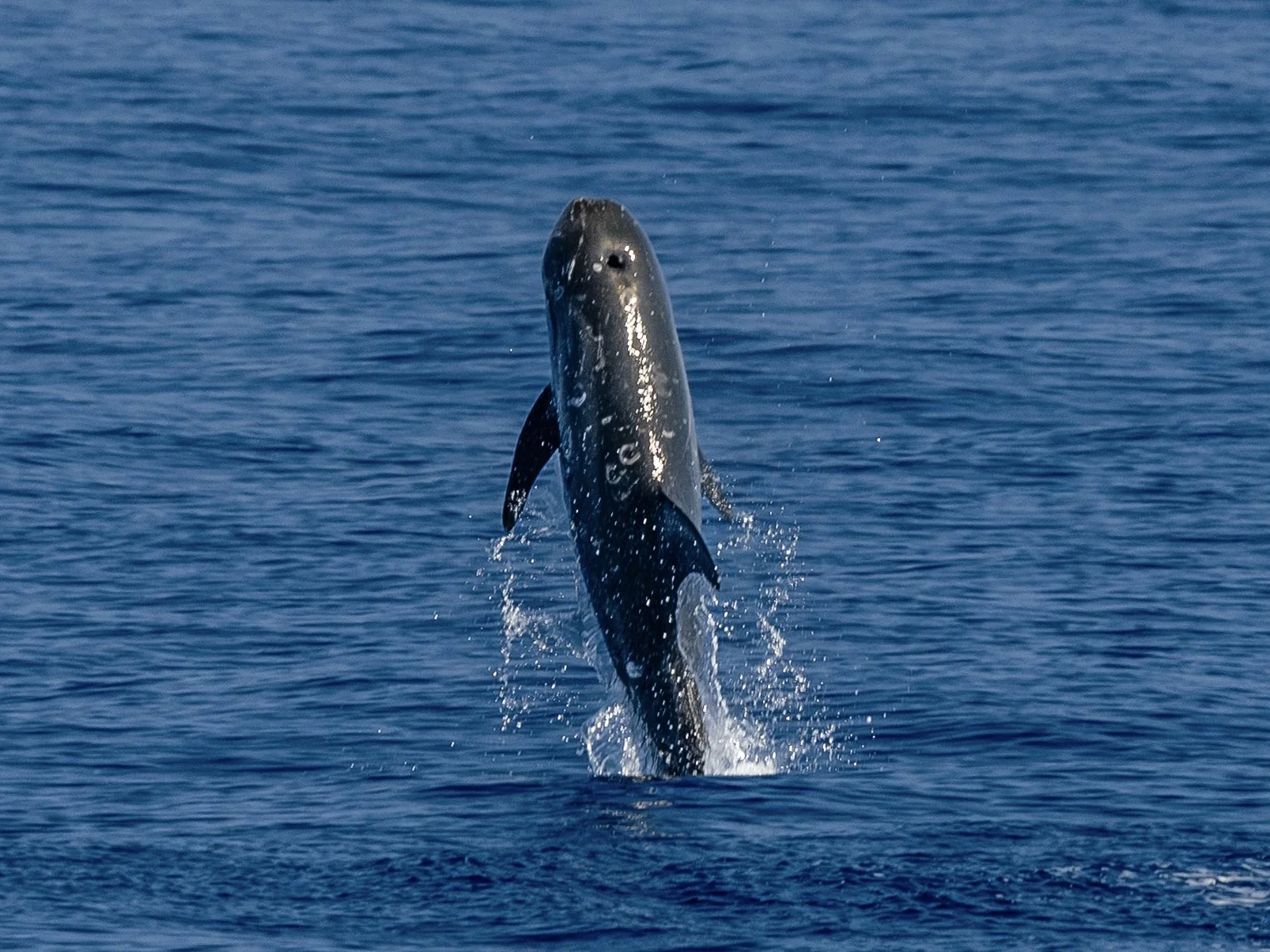 Rissos dolphins