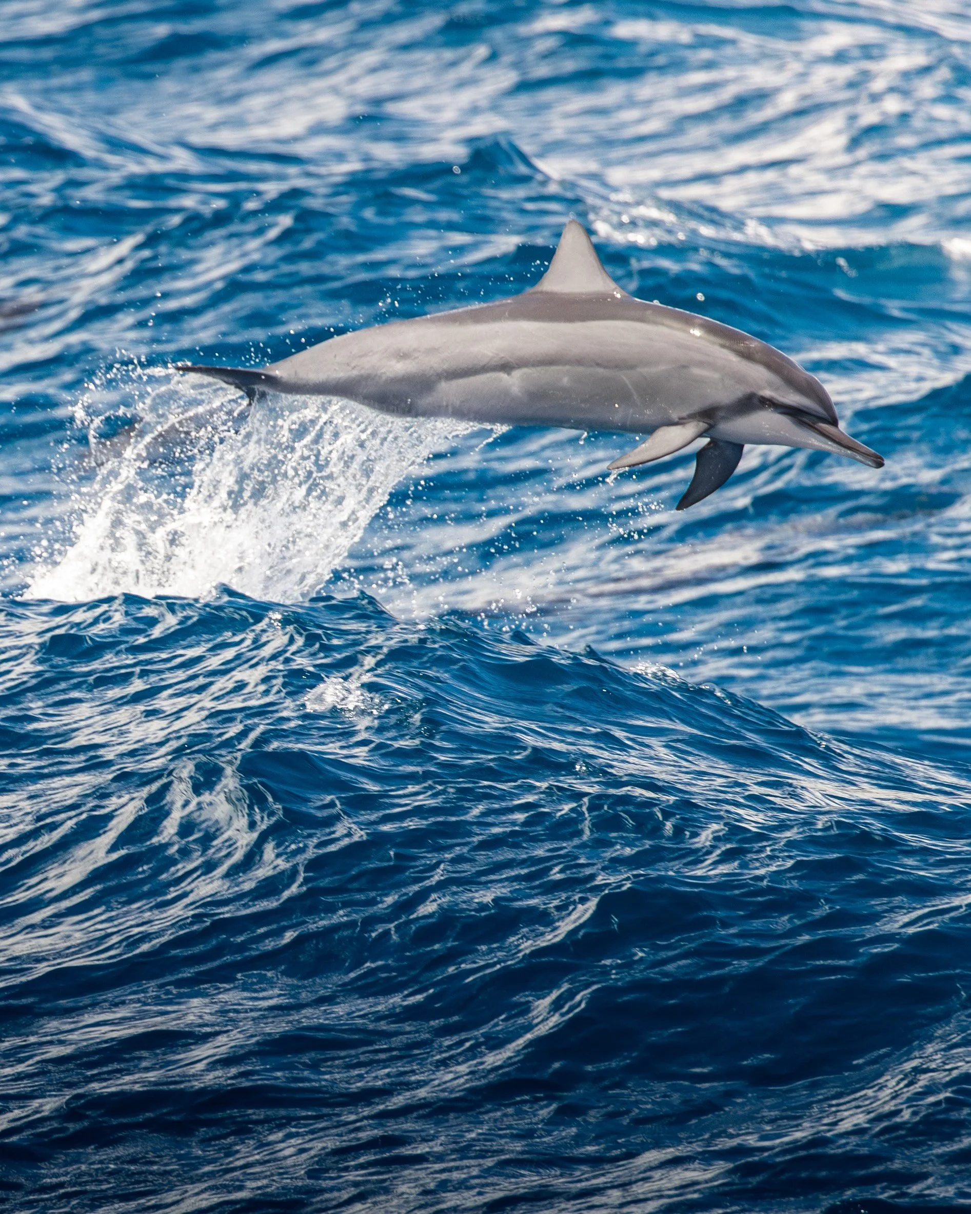 kona year-round whales