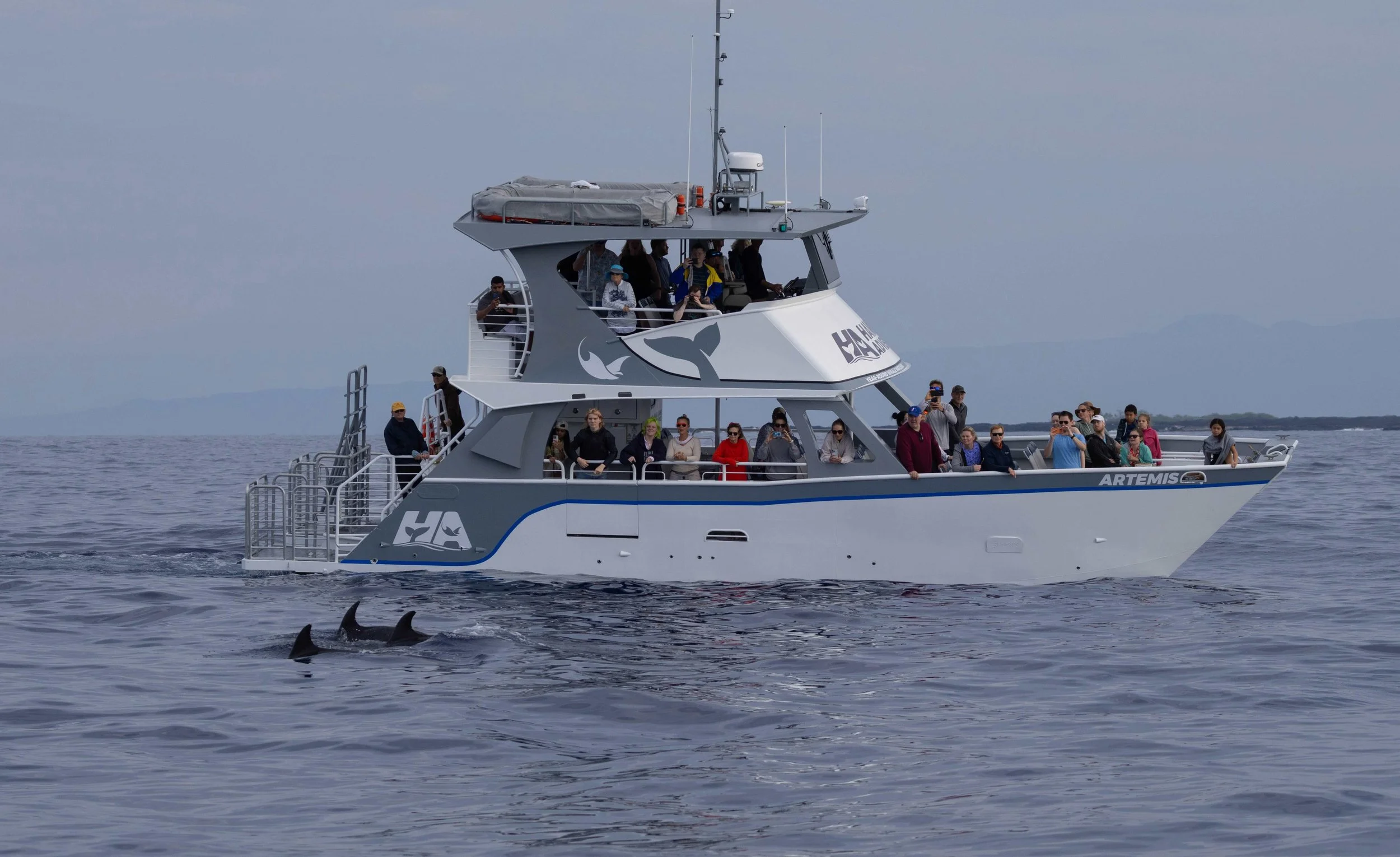 tour humpbacks hawaii