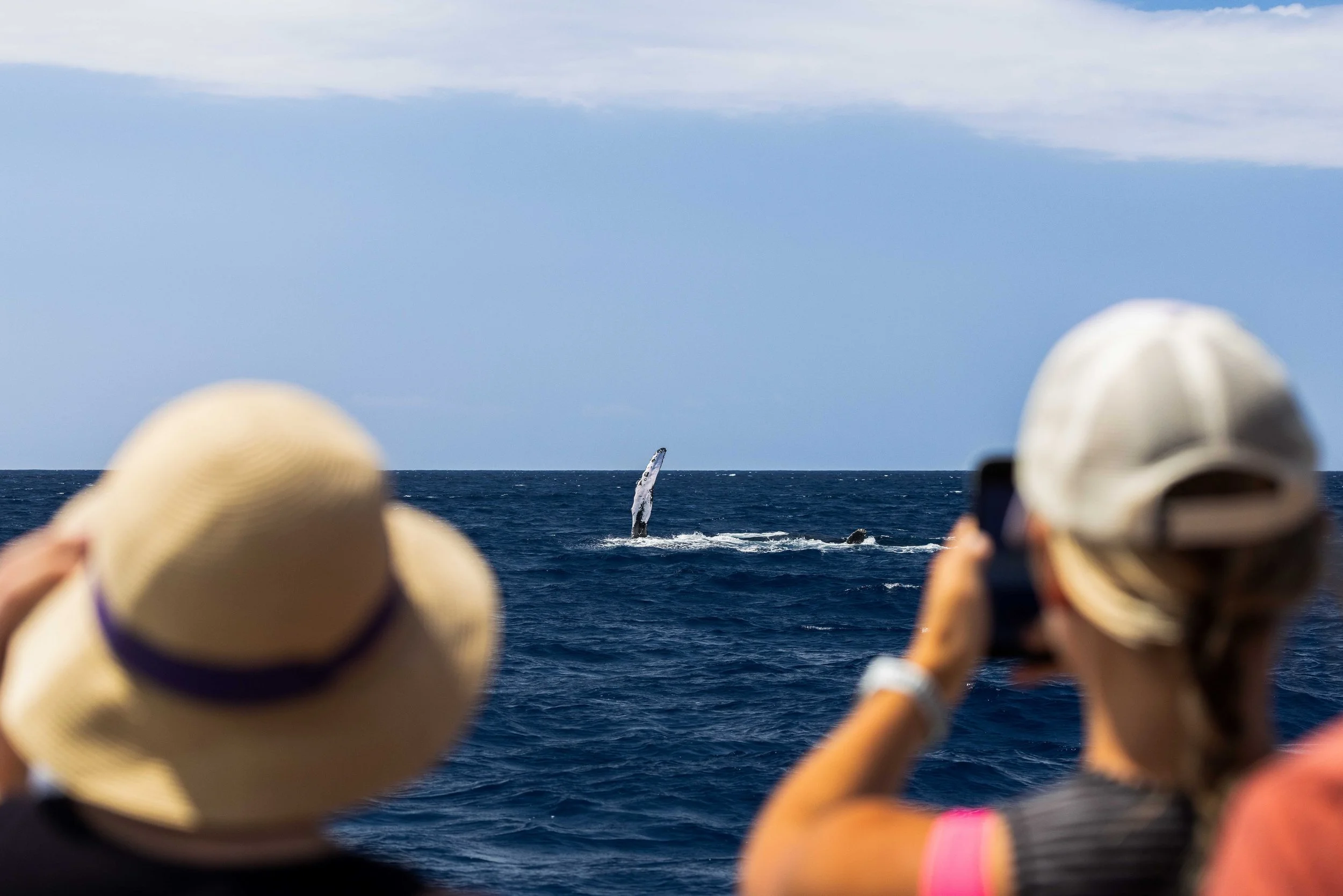 Hawaii whale watching