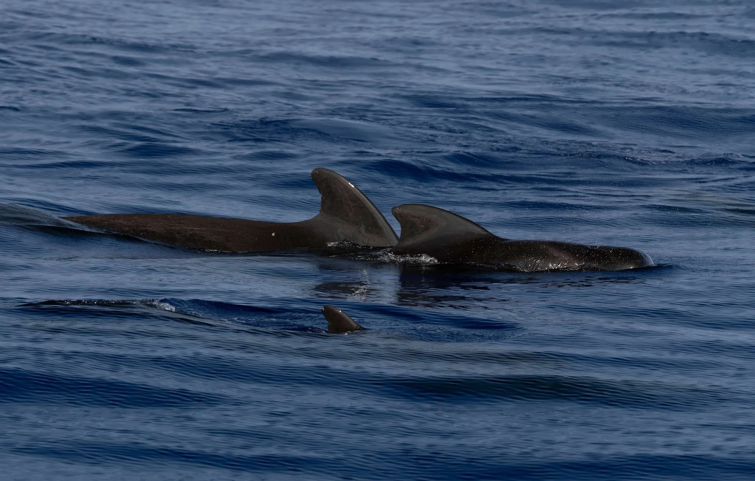 kona hawaii pelagic whale