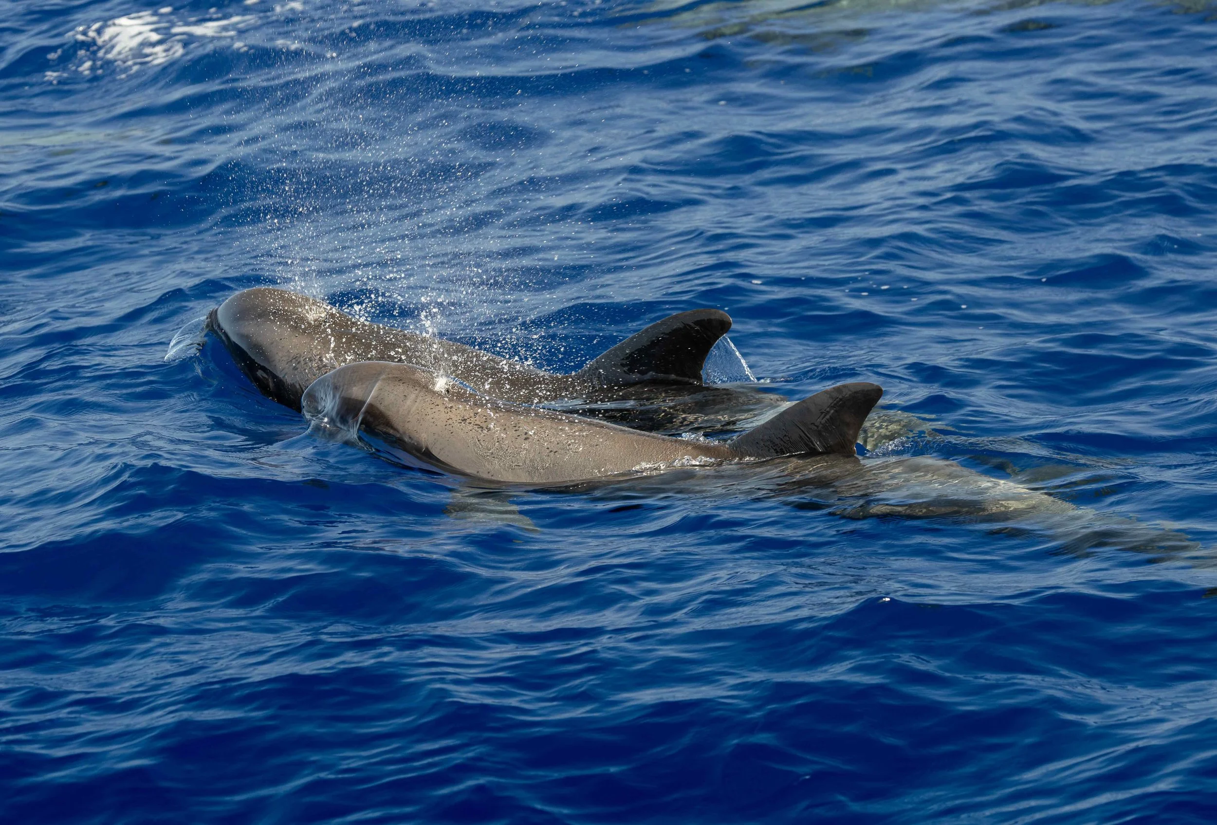 kona melon headed whales