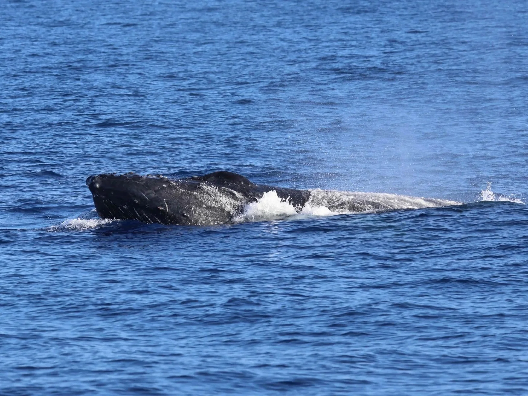 whales in kona