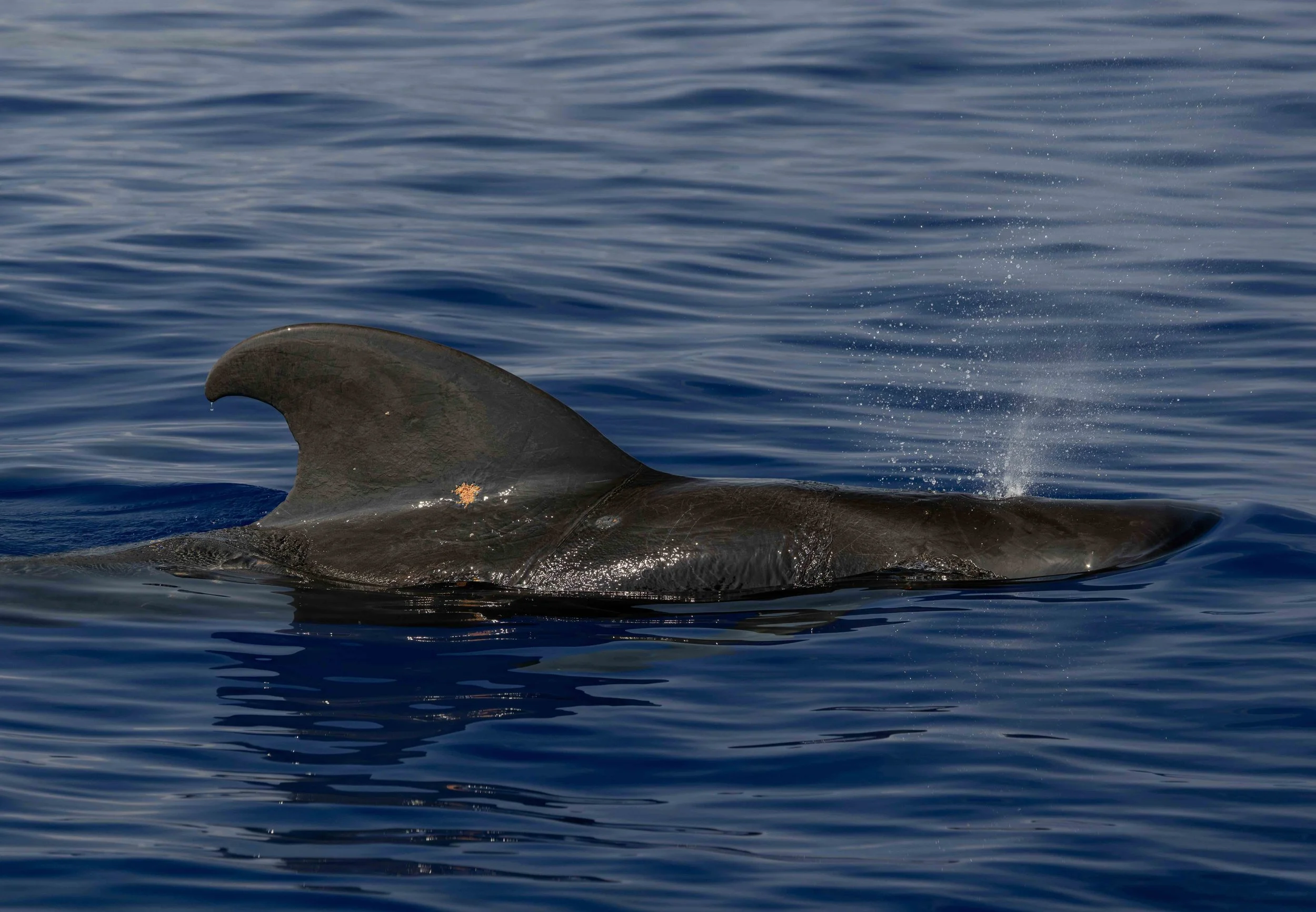 kona pelagic whale watch