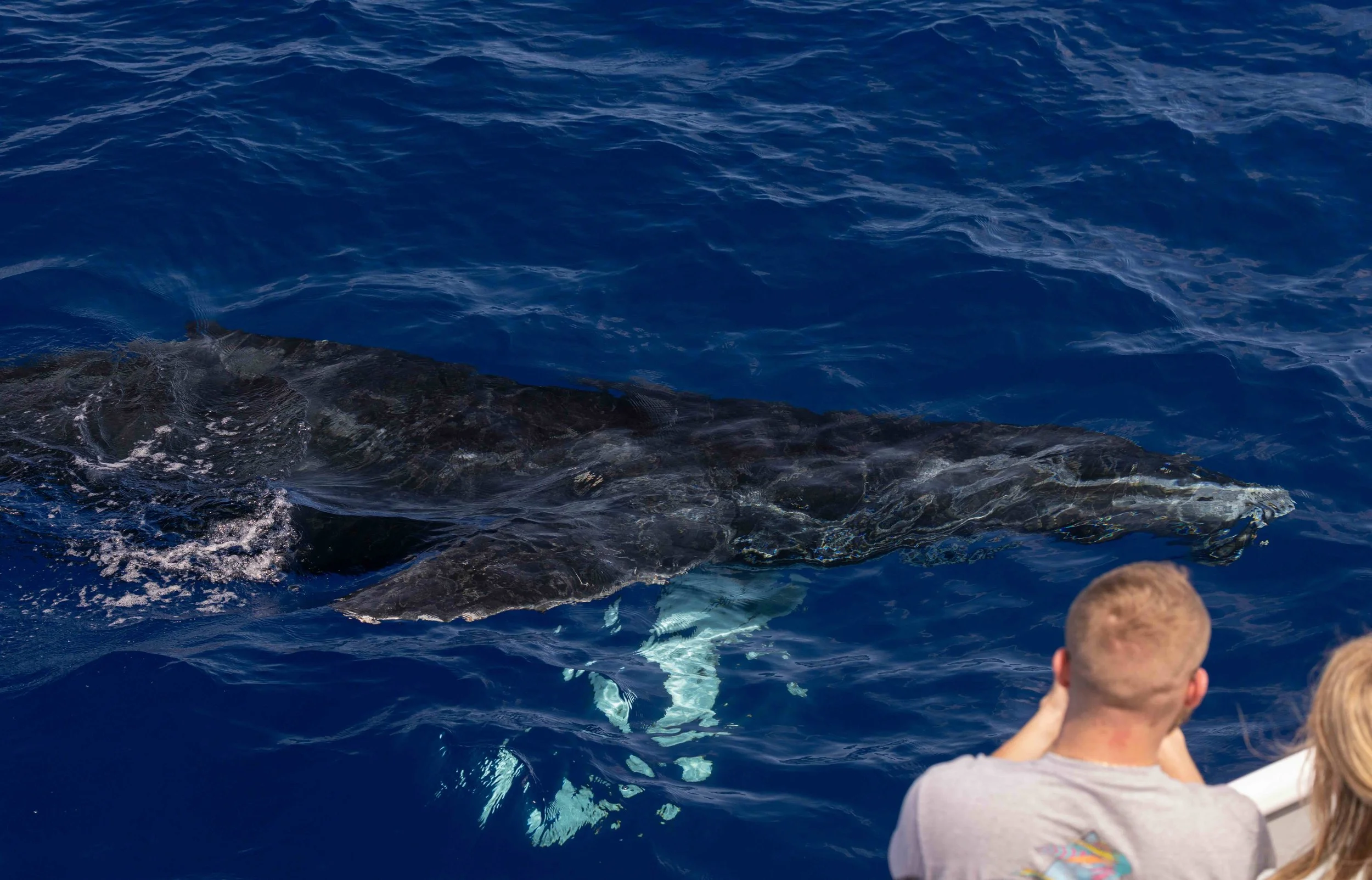 humpback whales kona